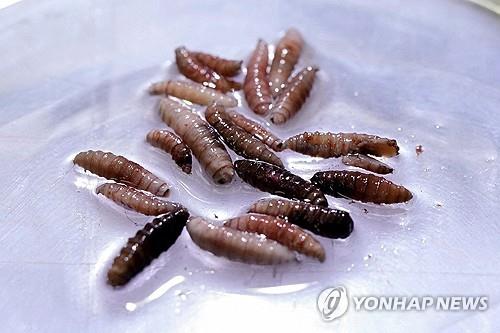 '살 파먹는 구더기' 인체감염 중남미 거쳐 미국서 발견
