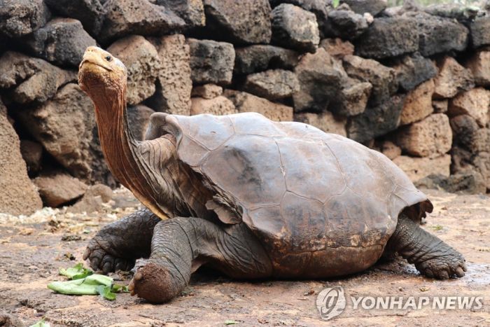 100살의 '번식왕' 갈라파고스 거북, 임무완수후 87년만에 귀향