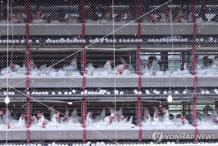 브라질 "AI 비상사태 종료…한국 등에 닭고기 수출 재개 기대"