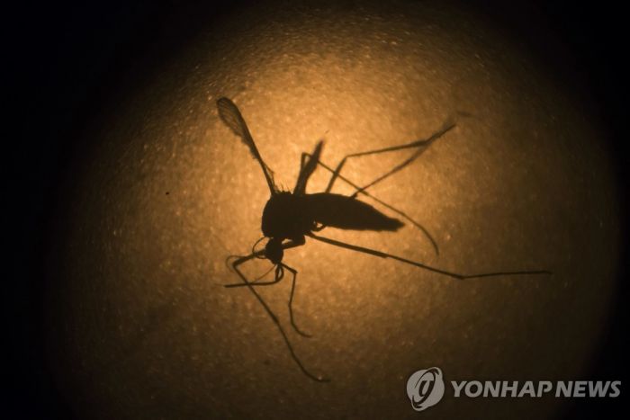 "뎅기열 노출, 코로나 면역 제공할 수도"