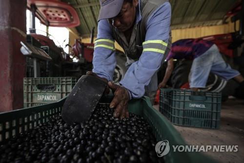 슈퍼푸드 아사이베리에 가려진 아동노동…20m 나무서 추락도