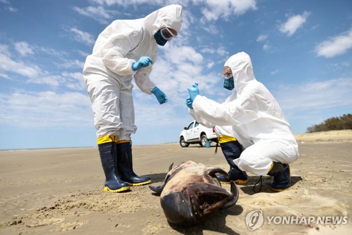 치명적 남미 변종 조류인플루엔자 나오나…"인체위협 가능성"