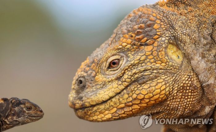 생태 보고 갈라파고스서 불꽃놀이 '펑펑'…담당자 해임