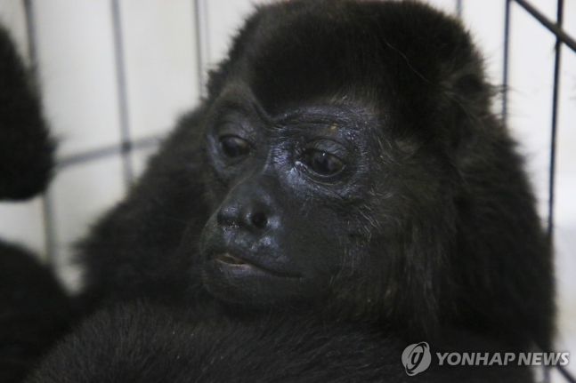 나무에서 떨어져 죽은 멕시코 원숭이들…원인 '폭염' 지목