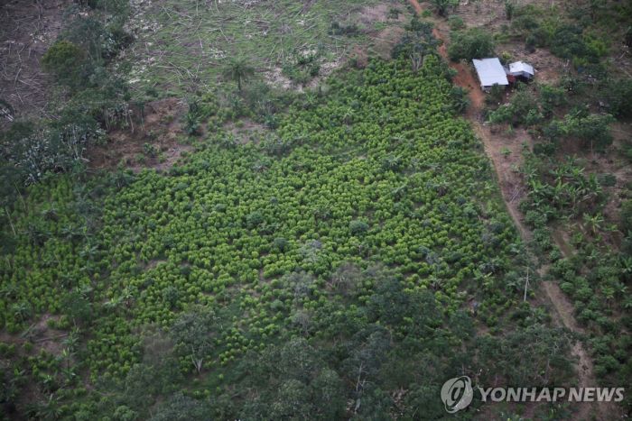 유엔 "콜롬비아, 코카잎 재배면적 13% 넓어져"…서울시 3.8배