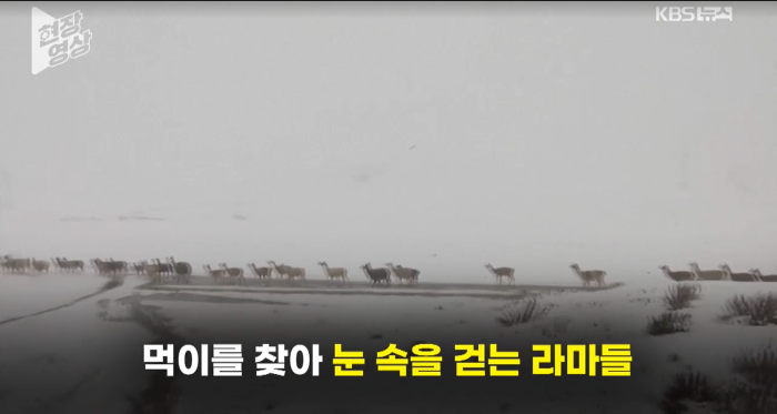폭설 내린 볼리비아 고지대…“라마들 먹이가 없어요”
