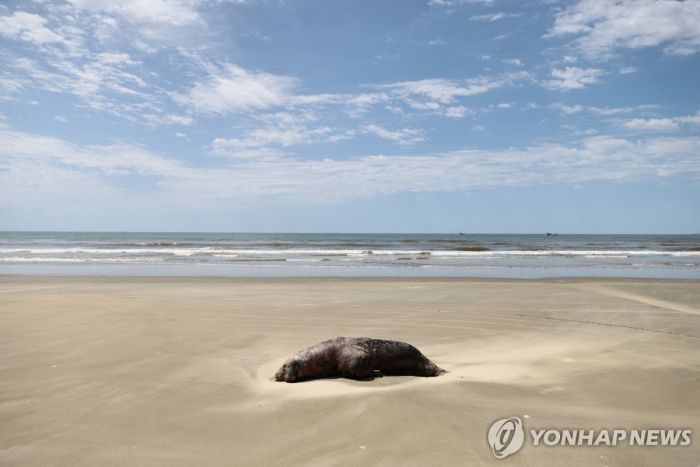 브라질 남부서 조류인플루엔자 감염된 물개 등 900여마리 폐사