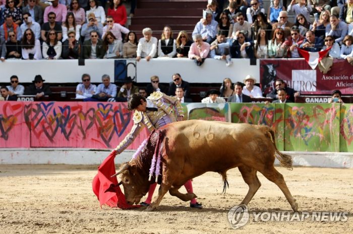콜롬비아 보고타서 투우 퇴출되나…"흉기 사용·소 도살 금지"