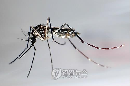 브라질, 올해 뎅기열로 585명 사망…코로나탓 대응소홀로 기승