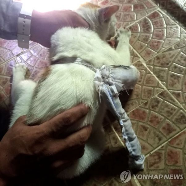 고양이가 '마약 운반책'…파나마 감방 잠입하다 붙잡혀