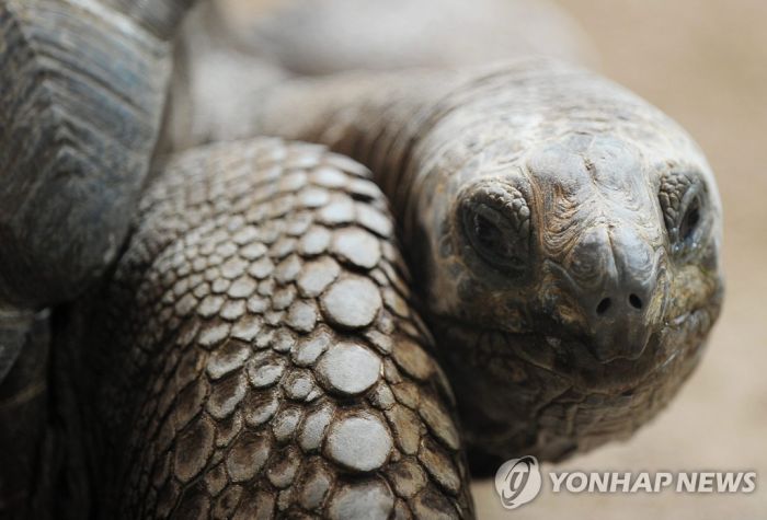 멸종위기 갈라파고스 땅거북 4마리 도살…에콰도르 검찰 수사