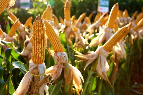 브라질 농산물 생산량 신기록 행진 9년만에 '숨 고르기'