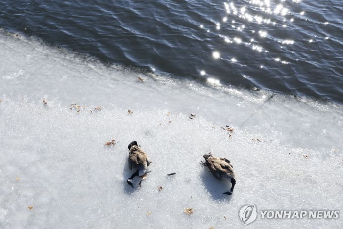 멕시코 H5N1 조류인플루엔자 감염 3세 여아 사망…"첫 사례"