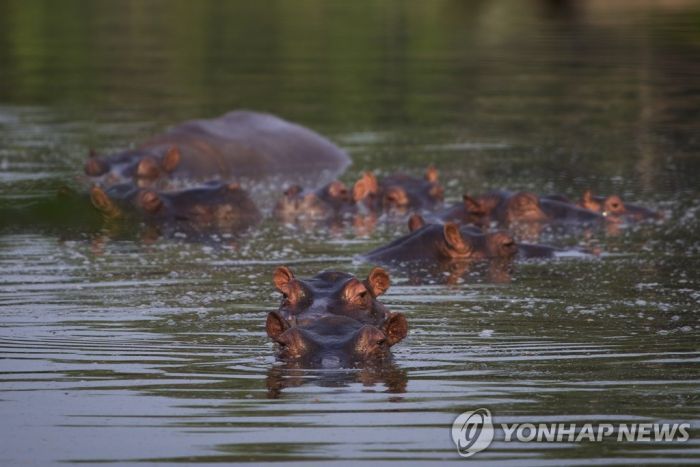 마당에 하마가 어슬렁…콜롬비아 골칫거리 된 마약왕의 애완동물