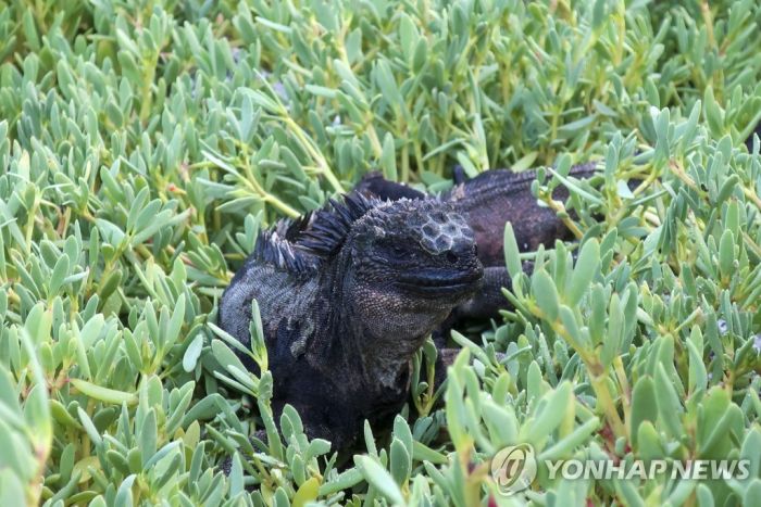 '생태 보고' 갈라파고스 입도 100→200달러…8월부터 적용