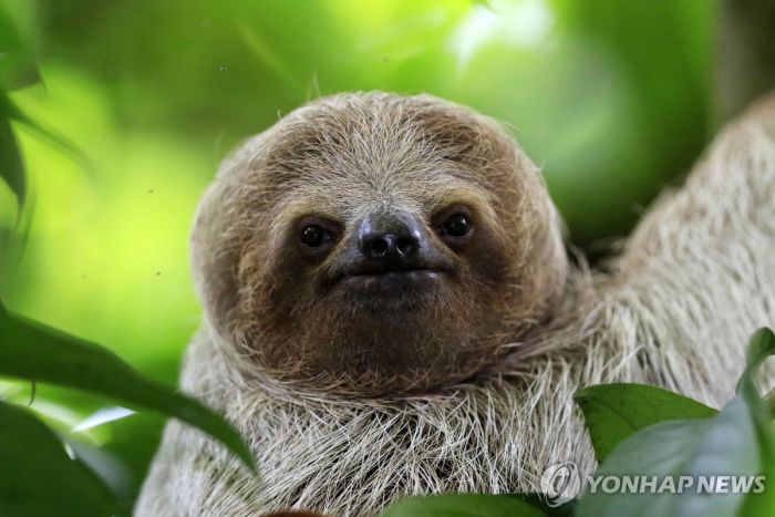 배부른데도 굶어죽는 나무늘보…기후변화의 또다른 희생자되나