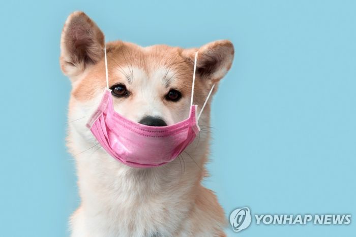 '개 코로나' 백신을 사람에 투여한 칠레 수의사