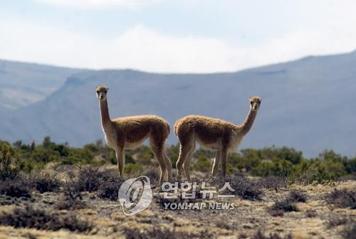 페루출신 美의원, 글로벌 명품업체의 페루 원주민 착취의혹 비판