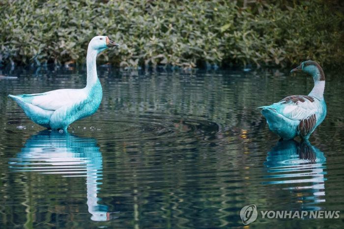파란 거위? 파란 물고기?…브라질 호수에 염료 유출돼 오염