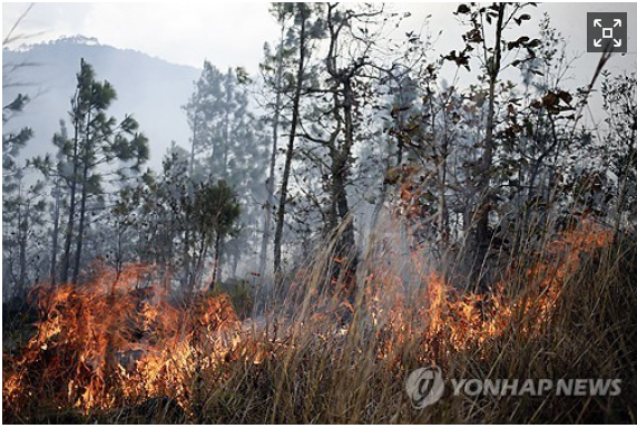 온두라스, 산불로 '여의도 152배 면적' 잿더미…최악의 환경재앙