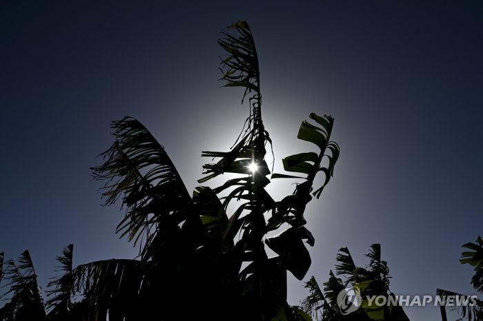'콜롬비아 무장조직과 거래' 美 바나나 업체 530억원 물어내야
