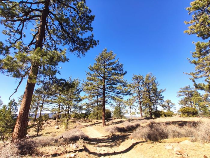 Sierra San Pedro Martir -Baja California 