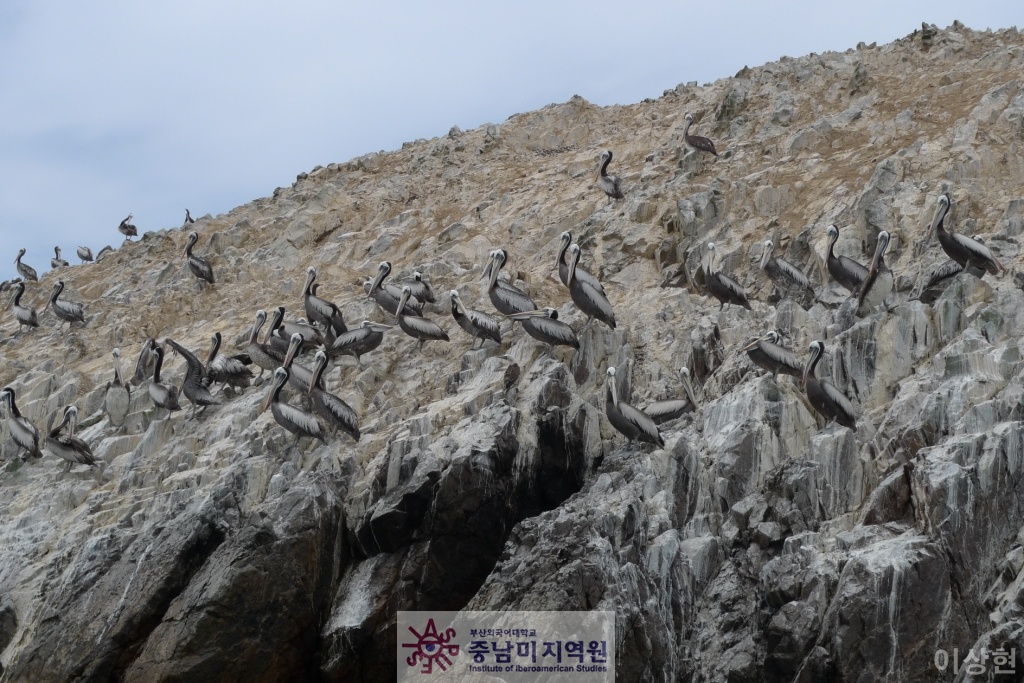 [페루] Islas Ballestas -1