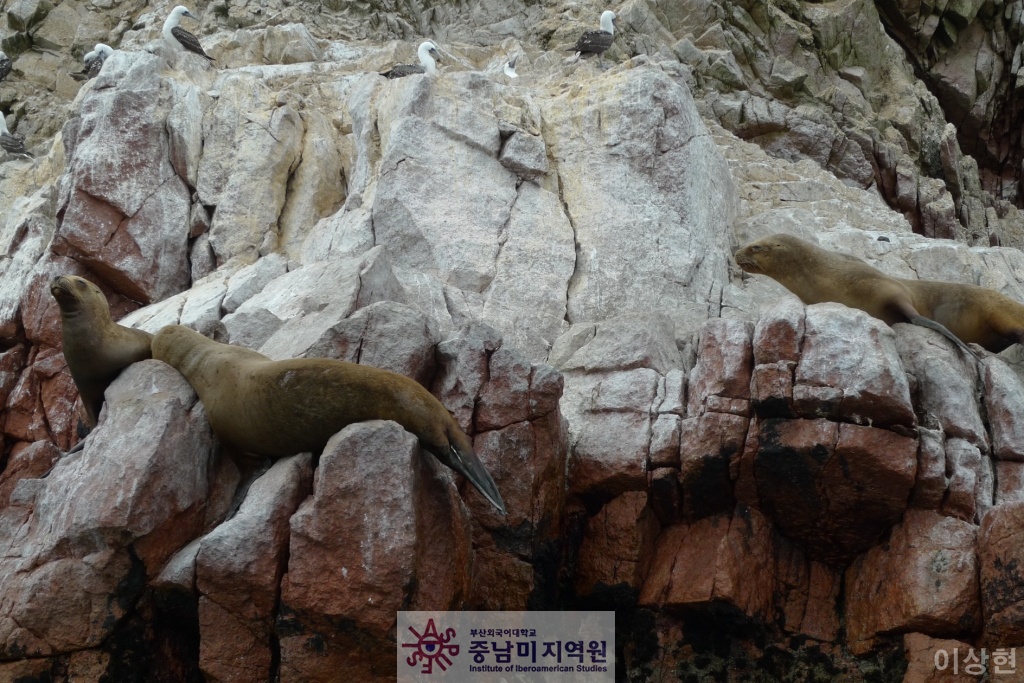 [페루] Islas Ballestas -2