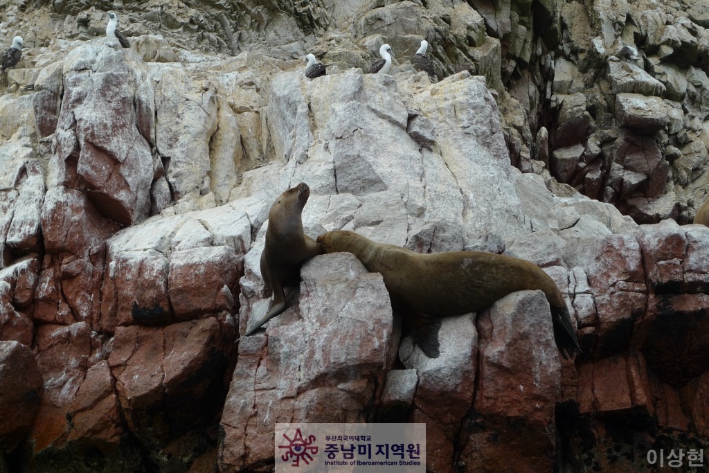 [페루] Islas Ballestas -2