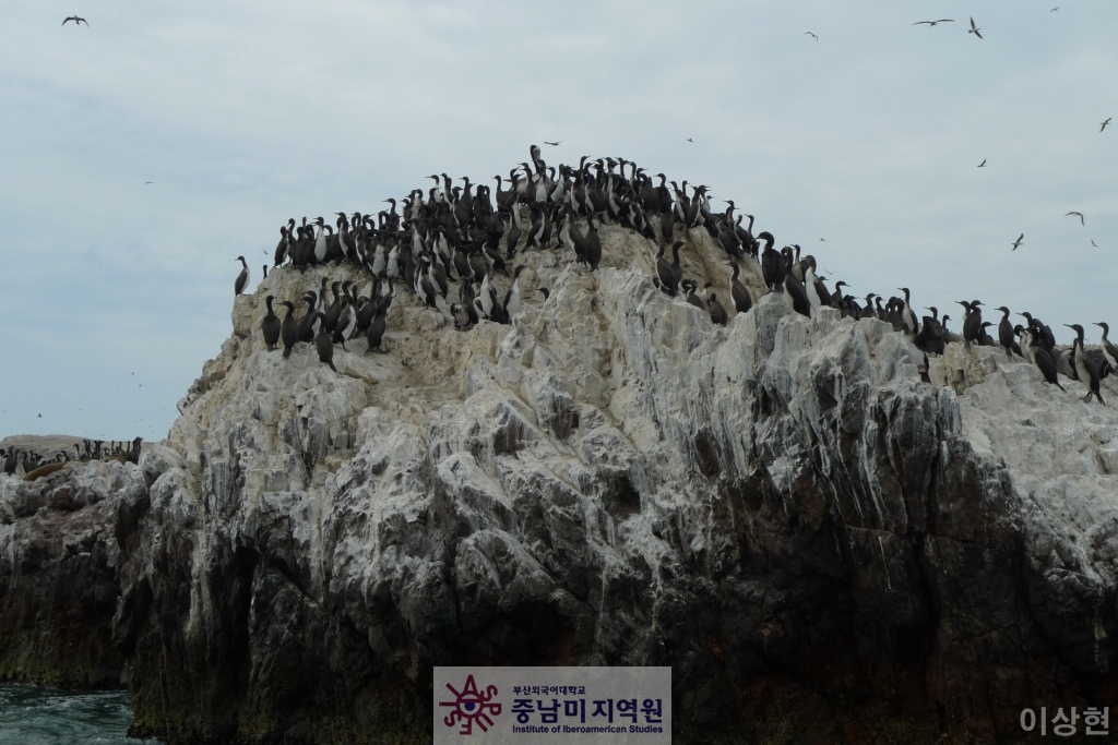 [페루] Islas Ballestas -2