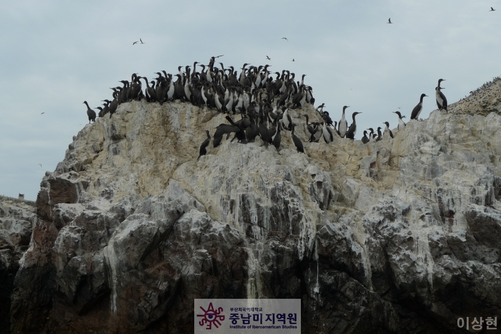 [페루] Islas Ballestas -2