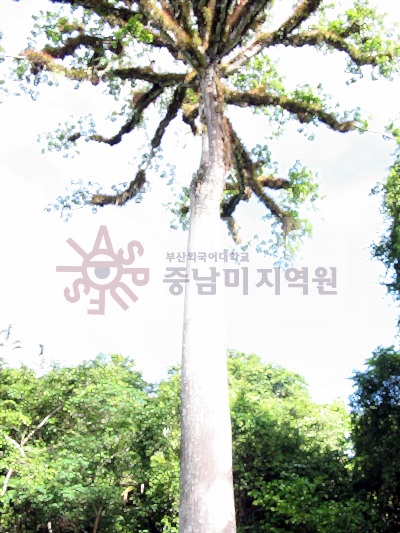 고전기  띠깔