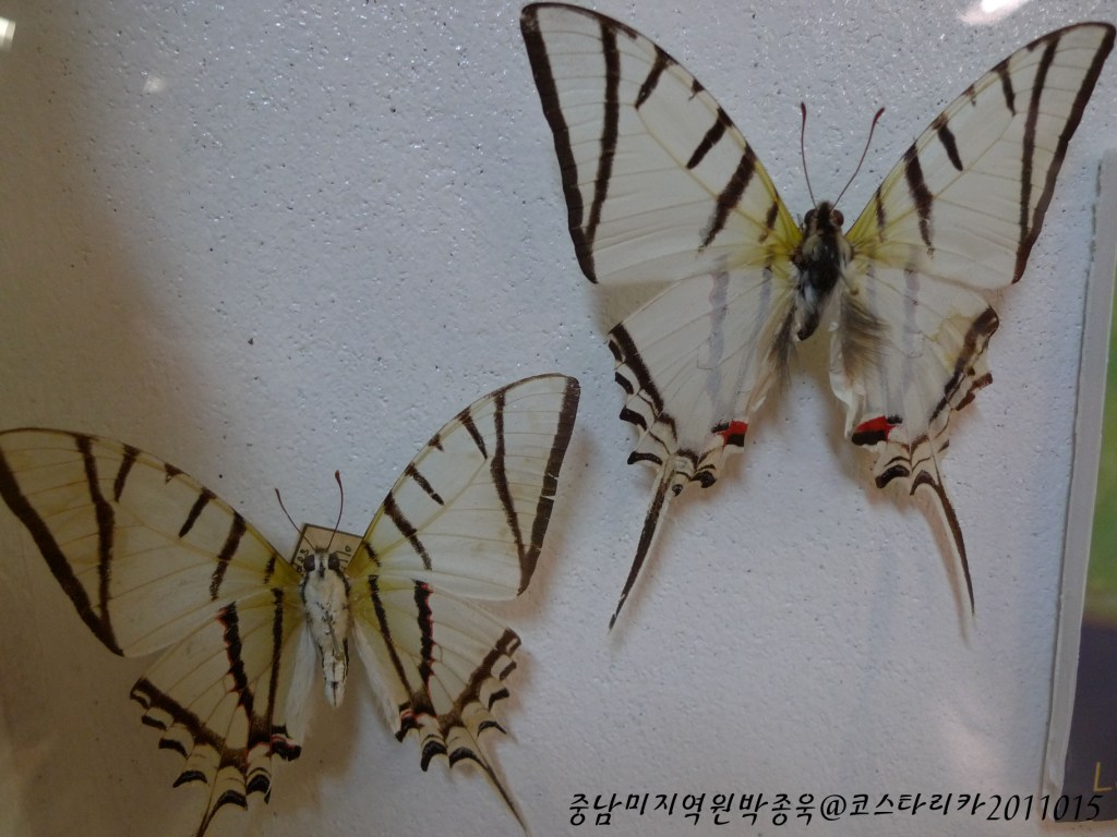 [코스타리카] 나비 박물관