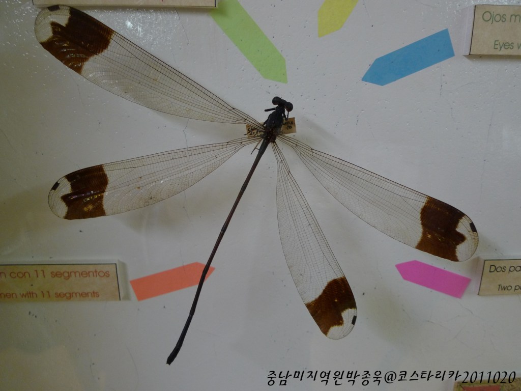 [코스타리카] 나비 박물관